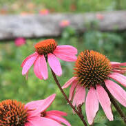 Native Plants and Cultivars with Sharleen Johnson - logo